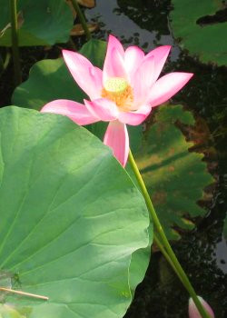 Jesus meditating with beloved disciple
